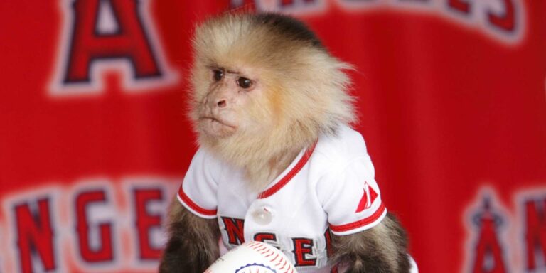 Los Angeles Angels Mascot